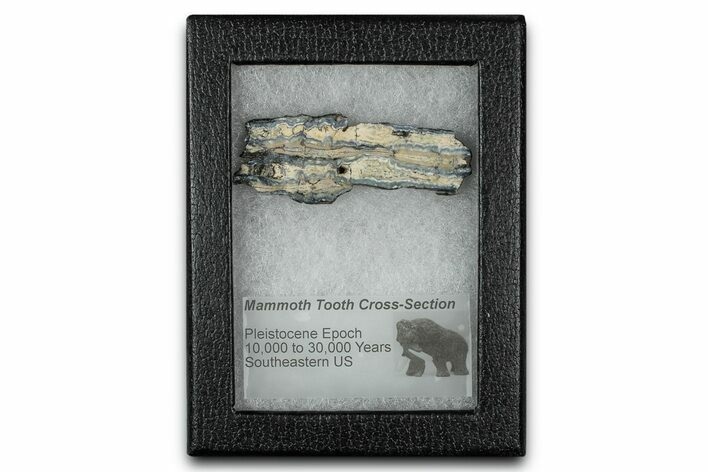 Mammoth Molar Slice With Case - South Carolina #349991